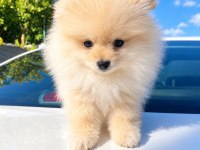 Bakımlı ve akıllı pomeranian kızımız