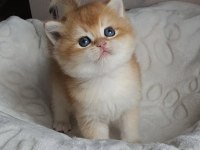 British Golden Şecereli