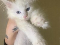 Maine coon yavruları