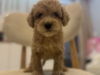 Orjinal maltipoo bebeklerim