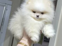 ÜST KALİTE TEACUP AYICIK SURAT POMERANİAN BOO ERKEK