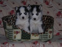 Satılık Husky Yavrularımız Yeni Sahiplerini Arıyor