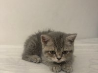 Oyunbaz british shorthair evinizin yeni neşe kaynağı olacak
