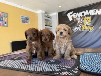 Türkiyenin En Güzel Maltipoo Yavruları Renk Renk Ankara