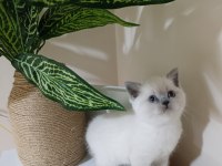 Sevimli british shorthair bebekler