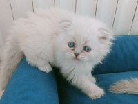 Mavi gözlü british longhair bebeğim
