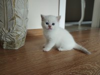 Şecereli anne ve babanın scottish yavruları