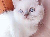 British Shorthair Prensesimiz