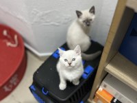 Sağlık garantili british shorthair yavruları