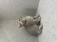 OYUNCU BİR BEBEK KEDİMİZ