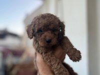 TOY POODLE ÇİKOLATA KÖPEKLERİM