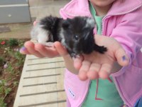 Yavru ginepig