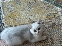 Safkan Silver British Shorthair