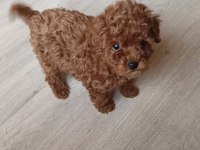 Poodle bebekler uygun verilecek