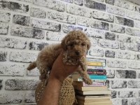 Toy poodle yavru