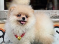 Premium Pomeranian Boo