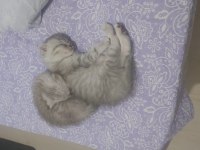 Scottish fold erkek yavrum