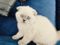 Scottish fold yavruları