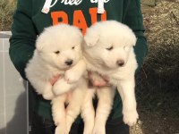 Irk garantili samoyed yavrularımız