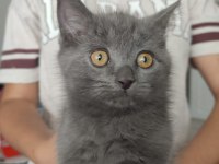 British shorthair kızımıza yuva arıyoruz
