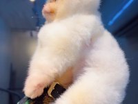Pomeranian Boo Köpeğimiz
