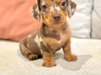 Çiftliğimizden ÖZEL RENK DACHSHUND BEBEKLER