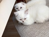 2 aylık kulakları kırık cins yavru kedimiz