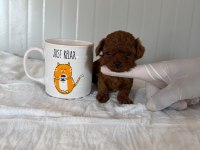 Tcup Kore Dişi Poodle