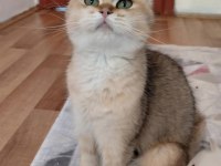 Golden Ny25 British Shorthair
