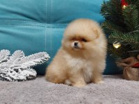 teddy bear boo yavrular taksitle heryere gönderilir