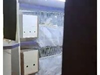 Hazır eş takim erkek albino dişi lutino sultan papağanı