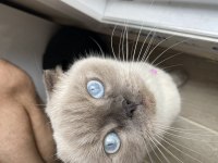 Scottish Fold 2 Yaşında