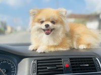 Orjinal pomeranian boo
