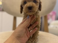 Orjinal maltipoo bebeklerim
