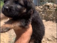 Orjinal alman çoban köpeği (alman kurdu) yavrusu