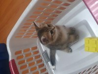 Black Golden British Shorthair Dişi Yavru