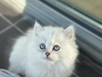 BLUE POİNT BRİTİSH YAVRULARIMIZ YUVASINI ARIYOR