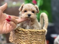 Vitrin güzeli maltipoo
