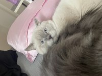 1 yaşındaki sevecen erkek kedimize yeni yuva arıyoruz