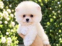 KUSURSUZ KARBEYAZ POMERANİAN BOO