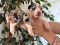 Tüm renkleriyle şecereli Border Collie yavrularımız
