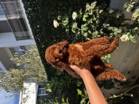 Sağlıklı Irk Garantili Erkek Yavru Poodle