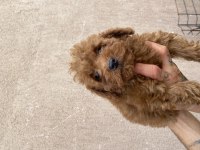 Orjinal minyatür toy poodle bebekler