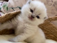 Safkan British Shorthair Yavrularım Teslime