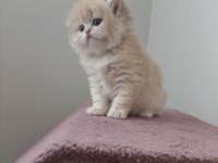 British Longhair Golden Dişi