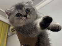 75 günlük scottish fold oğlumuz yeni yuvasını arıyor