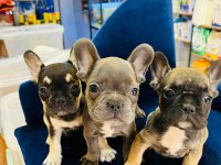 3 adet bulldog yavru