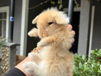 HOLLANDA LOP TAVŞAN