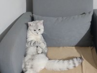 Erkek scottish fold