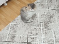 Kedimiz çiçek yeni evini arıyor